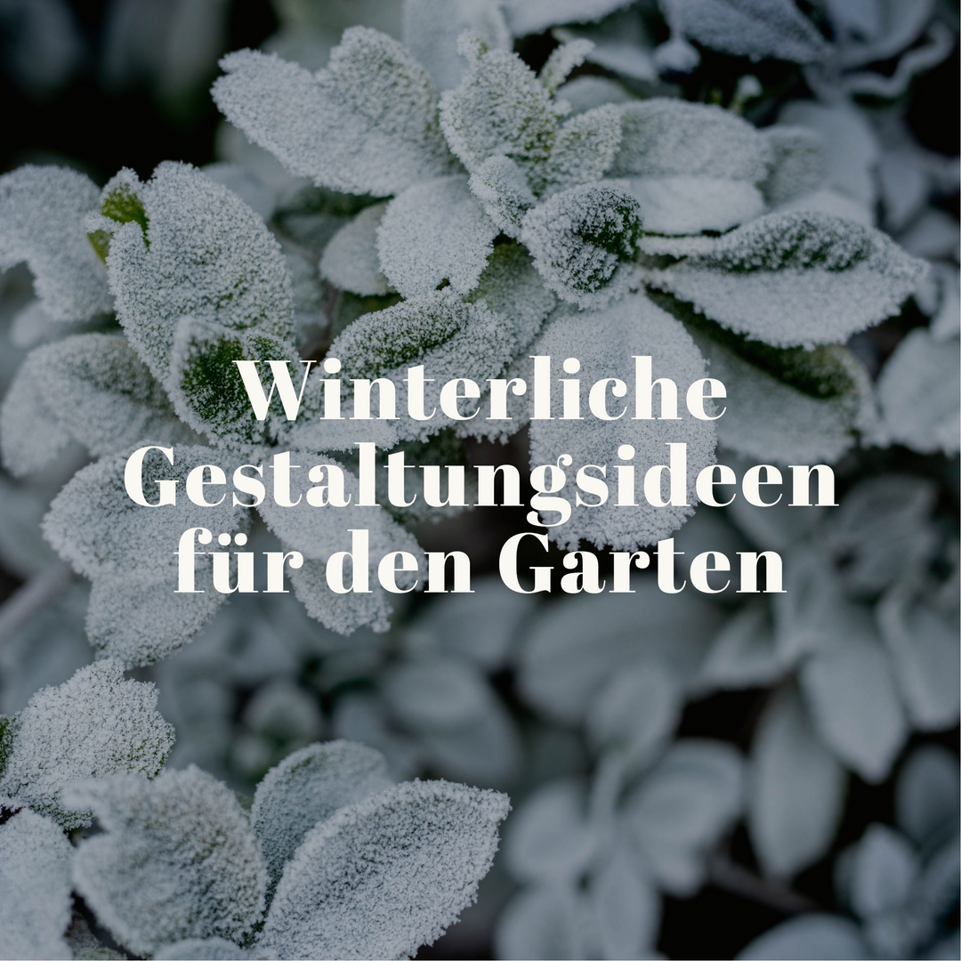 Pflanzen im Winter