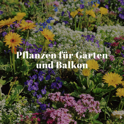 Pflanzen für Garten und Balkon