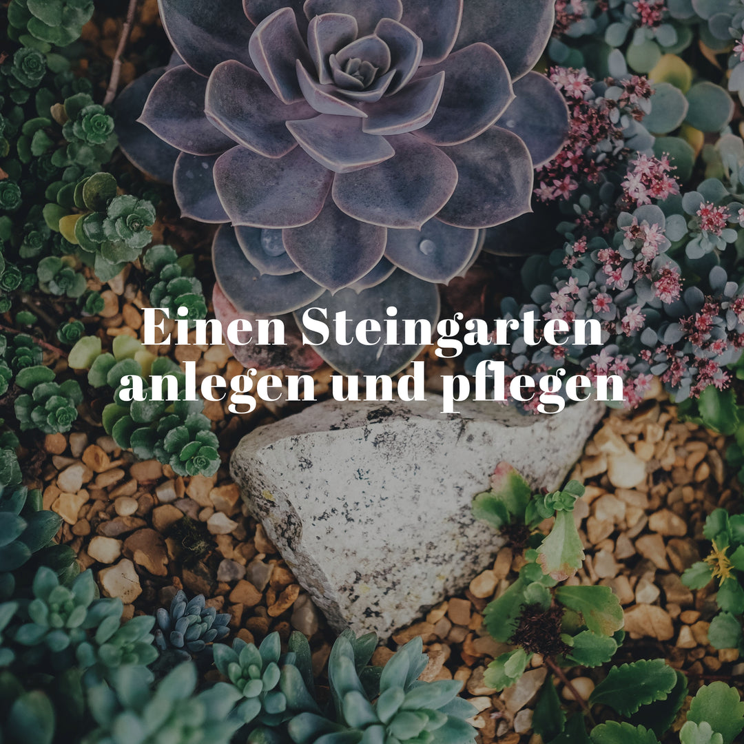 Steingarten anlegen und pflegen