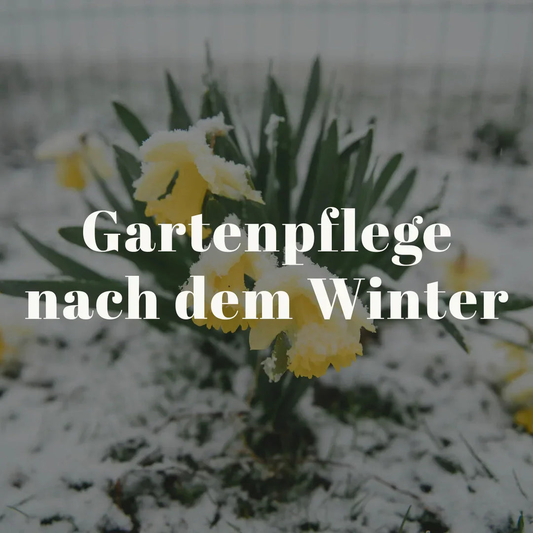 Blumen im Winter