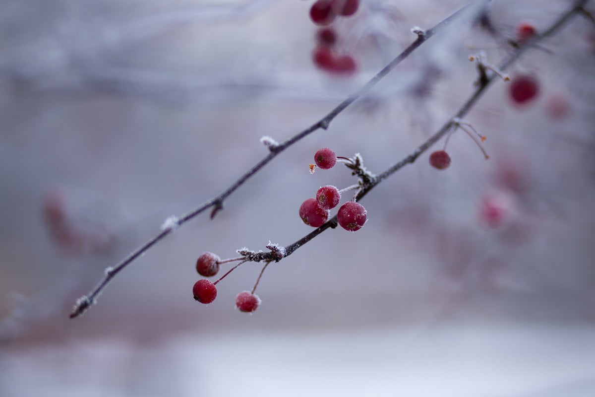 Winterbild Beeren