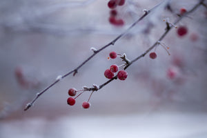 Winterbild Beeren